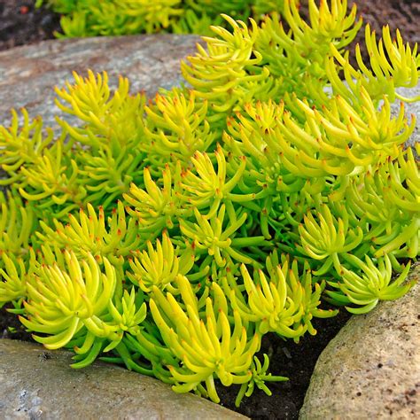 angelina sedum ground cover