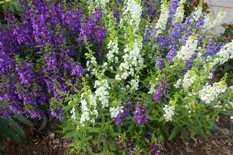 angelonia purple