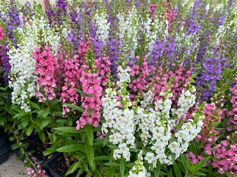 angelonia serena mix