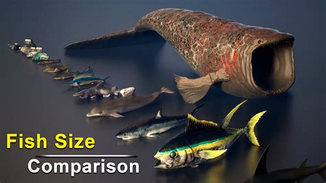 Angler Fish Size Chart