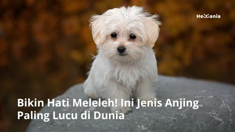 Anjing lucu