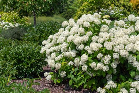 annabelle hydrangea care