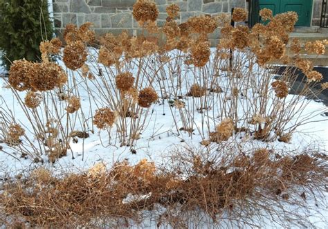 annabelle hydrangea winter