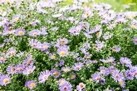 annual asters