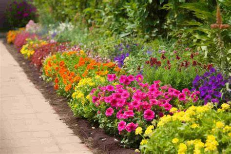 annual border flowers full sun