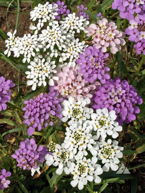 annual candytuft