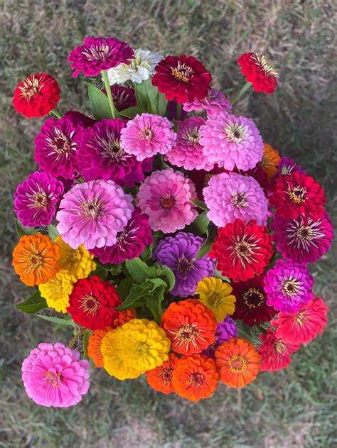 annual cut flowers