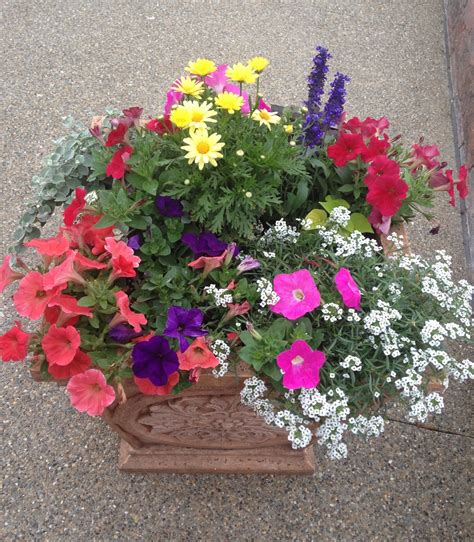annual flowers for pots
