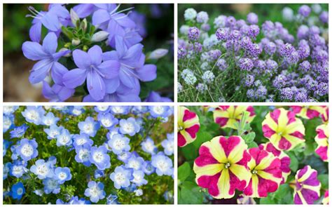 annual plants for partial shade