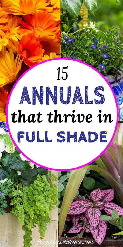 annuals that prefer shade