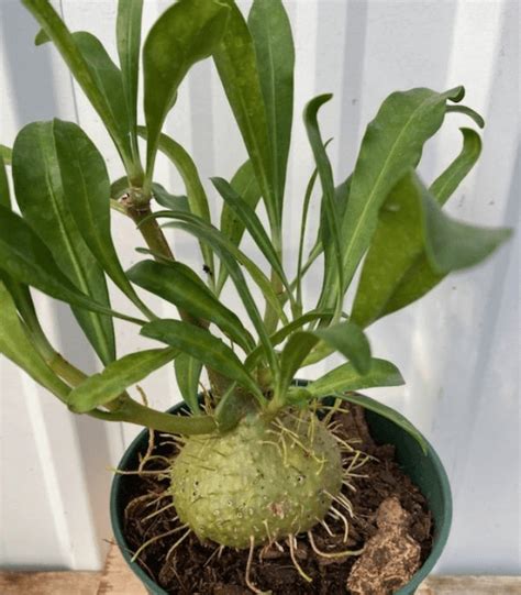 ant plant