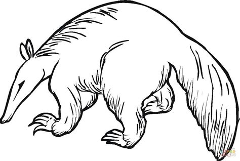 anteater coloring pages