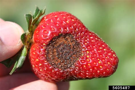 anthracnose