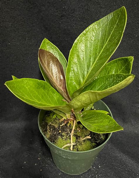 anthurium cobra