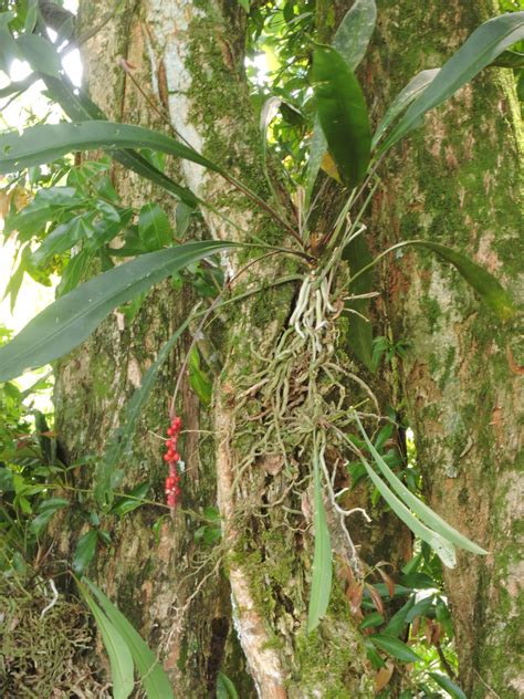 anthurium gracilis