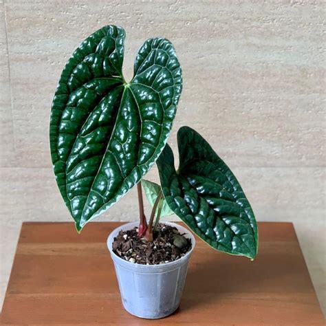 anthurium luxurians