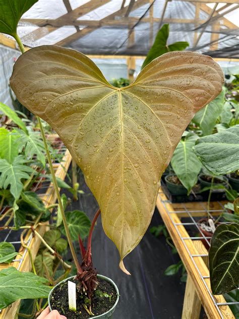 anthurium moronense