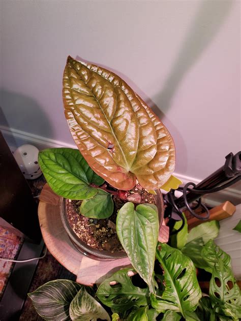 anthurium turning green