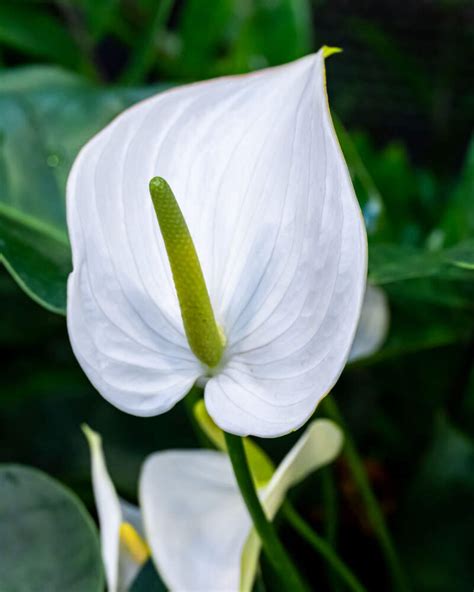 anthurium white