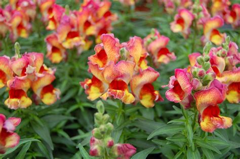 antirrhinum majus