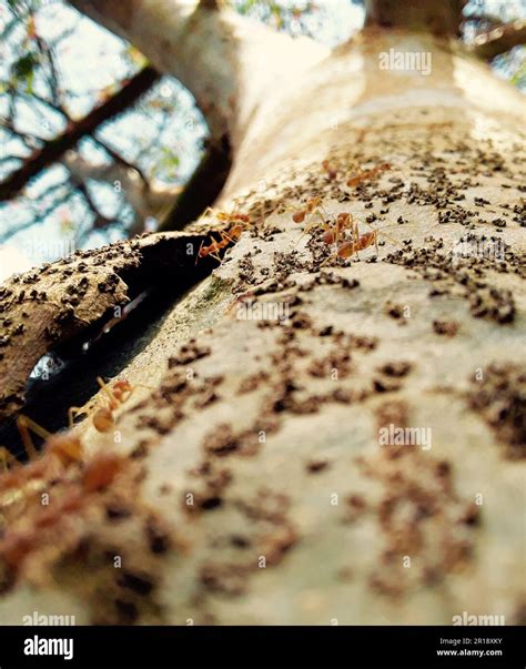 ants in tree