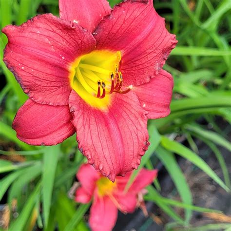apache daylily