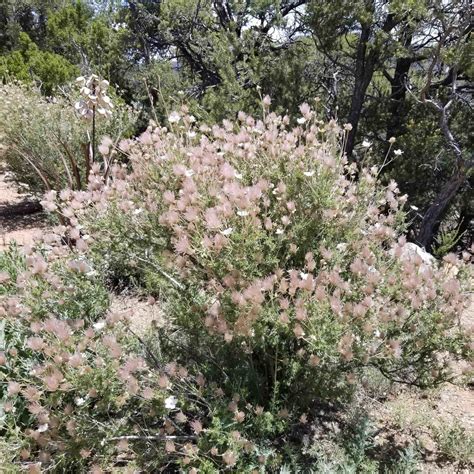 Apache Plume Companion Plants: How to Grow Them Together?