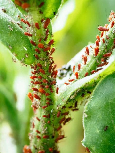 aphid repellent plants