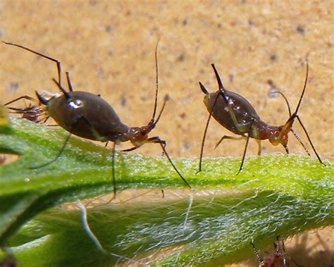 aphids florida