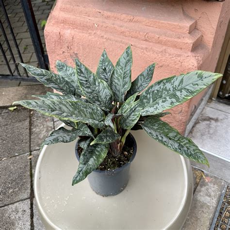 apoballis acuminatissima