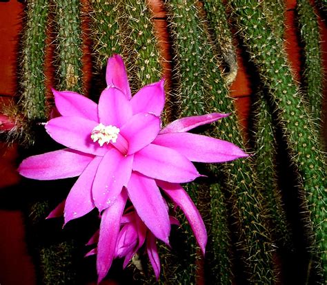 aporocactus