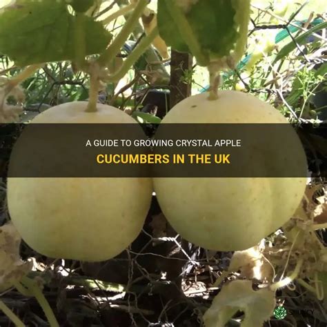 apple cucumber growing tips