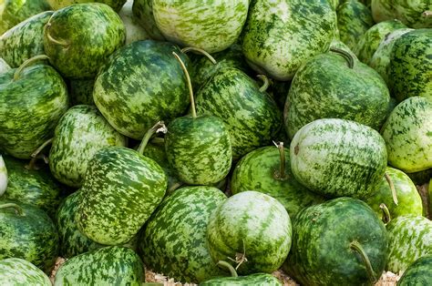 apple gourds