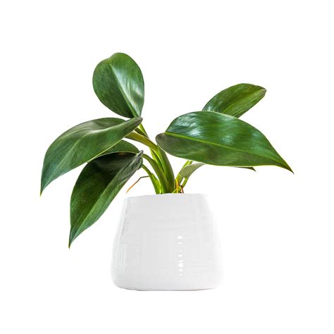 apple philodendron