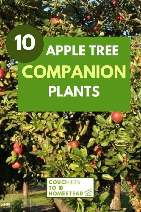 apple tree companion plants
