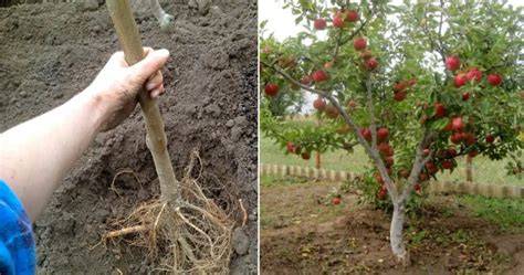 apple tree rooting