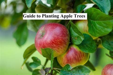 apple trees planting tips