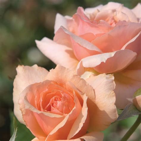 apricot candy rose