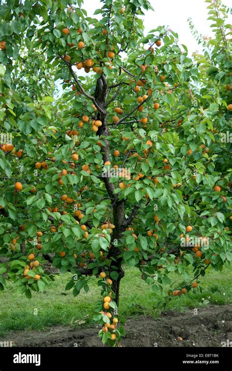 apricot tree