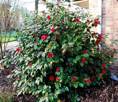 april tryst camellia
