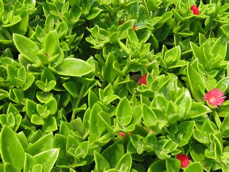aptenia cordifolia