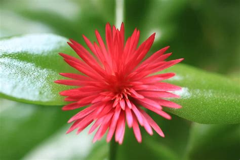 aptenia cordifolia care