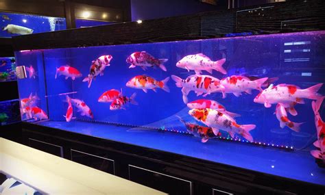 aquarium ikan terlengkap