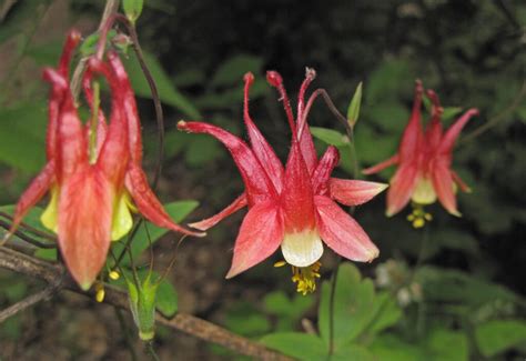 aquilegia canadensis seed