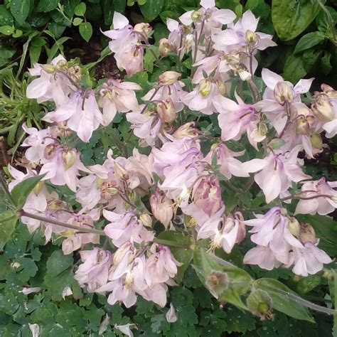 aquilegia petticoat