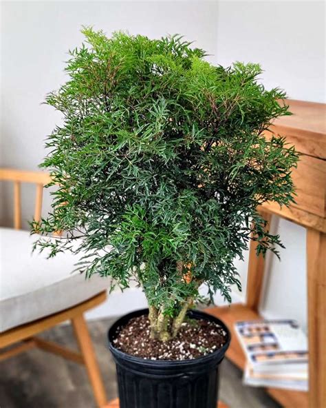 arailia
