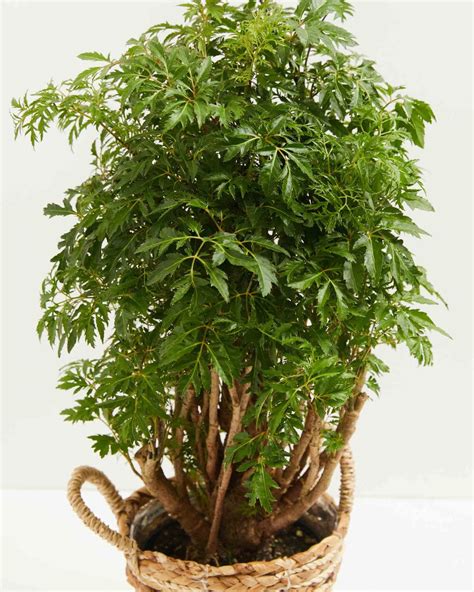 aralia ming stump