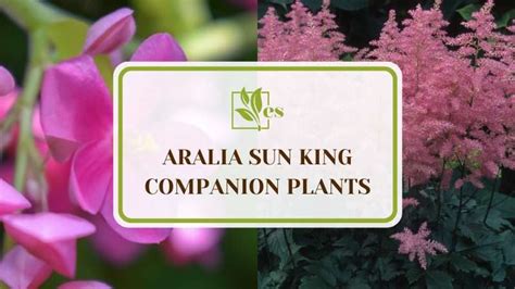 aralia sun king companion plants