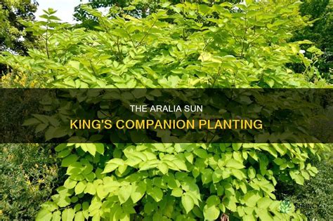 aralia sun king companion plants