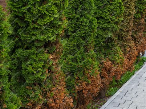 arborvitae losing foliage
